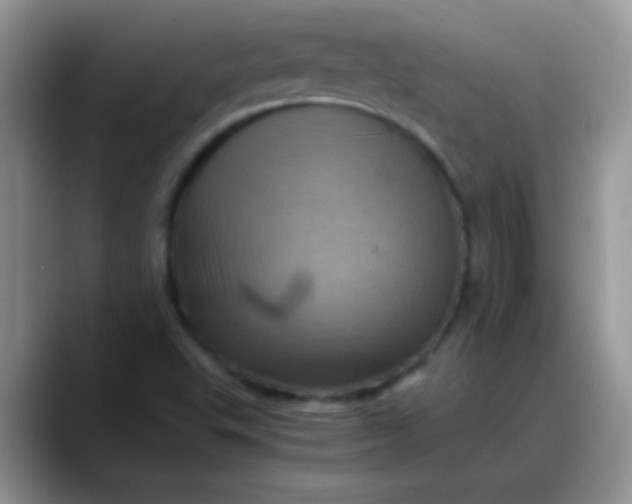 X0000088191503200705292001