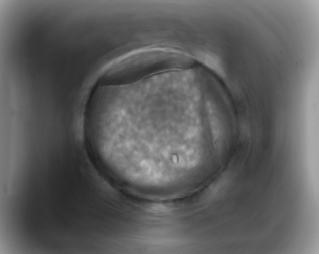 X0000088191504200705292001