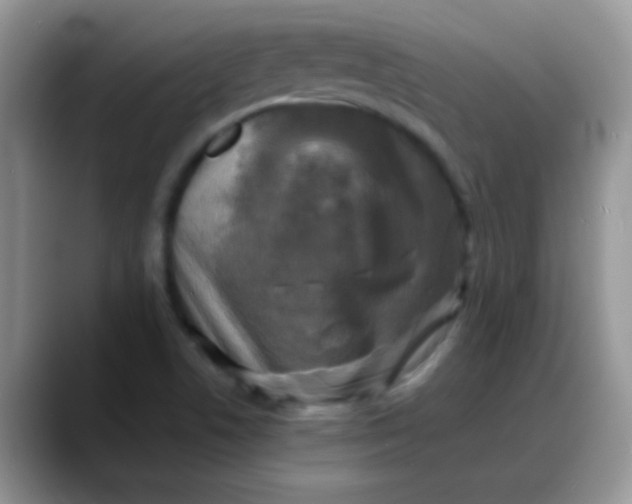 X0000088191506200705292001