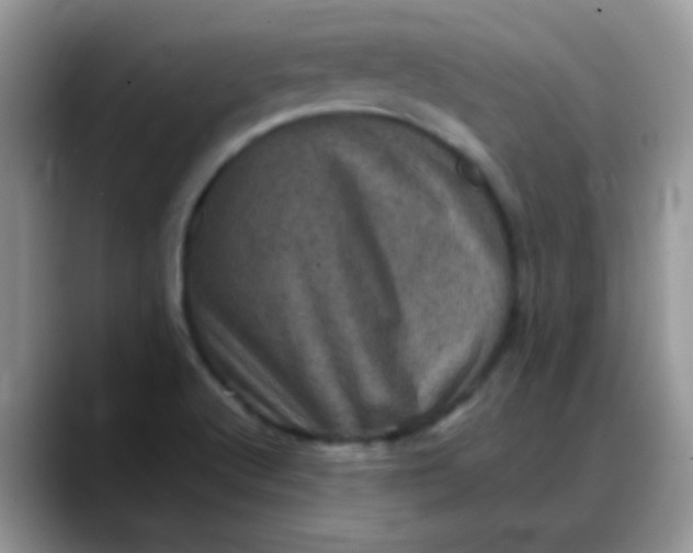X0000088191512200705292002