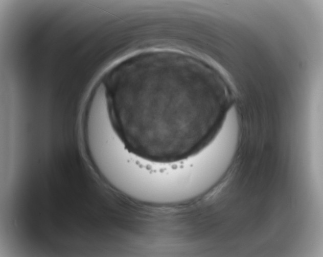 X0000088191514200705292002