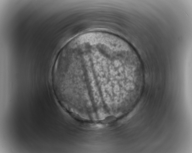 X0000088191521200705292002