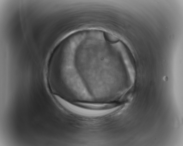 X0000088191525200705292002