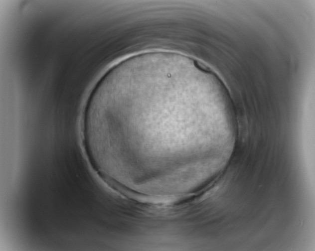 X0000088191531200705292002