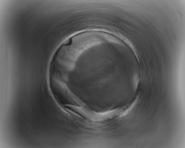 X0000088191533200705292002
