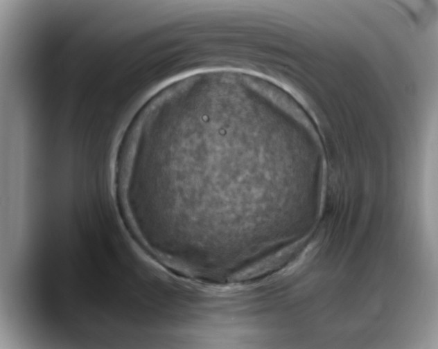 X0000088191535200705292002