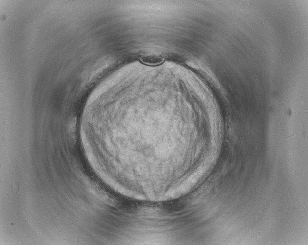 X0000088190066200706051217