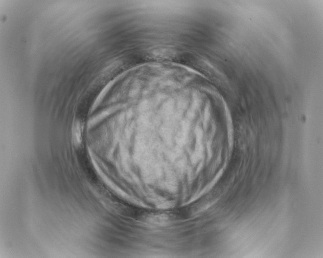 X0000088190075200706051217