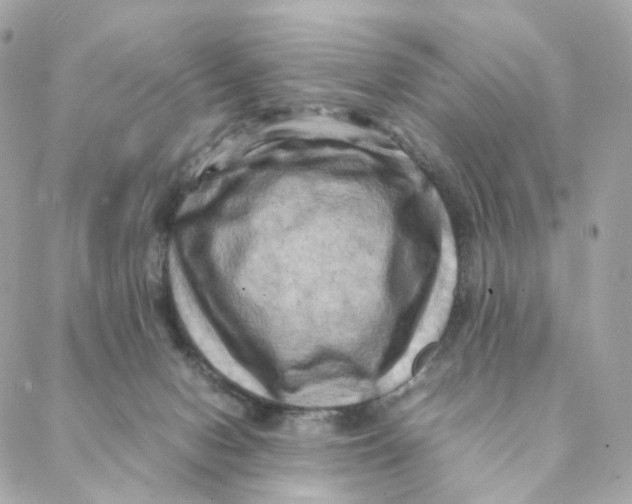 X0000088190078200706051217