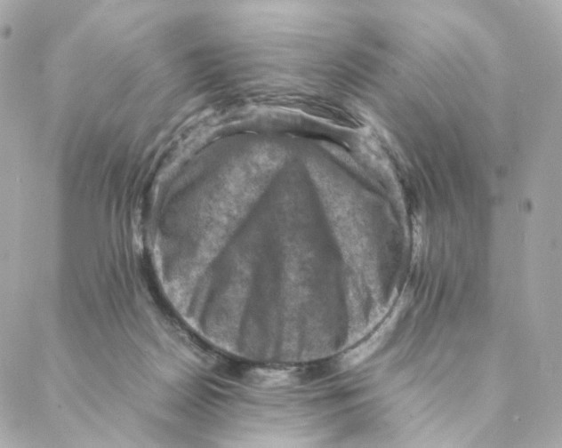 X0000088190170200706051216