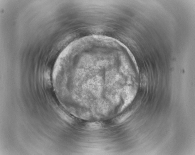 X0000088190238200706051214