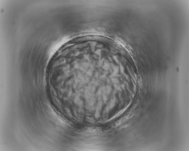 X0000088190248200706051214