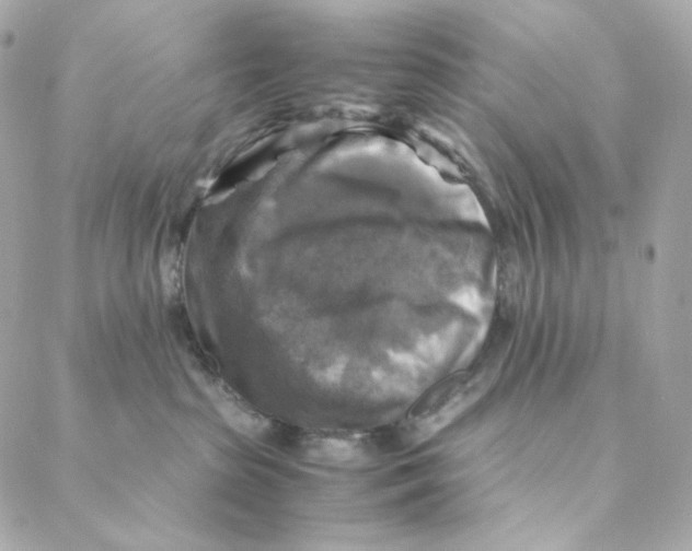 X0000088190285200706051214