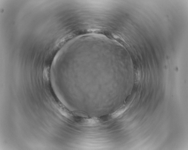 X0000088190286200706051214