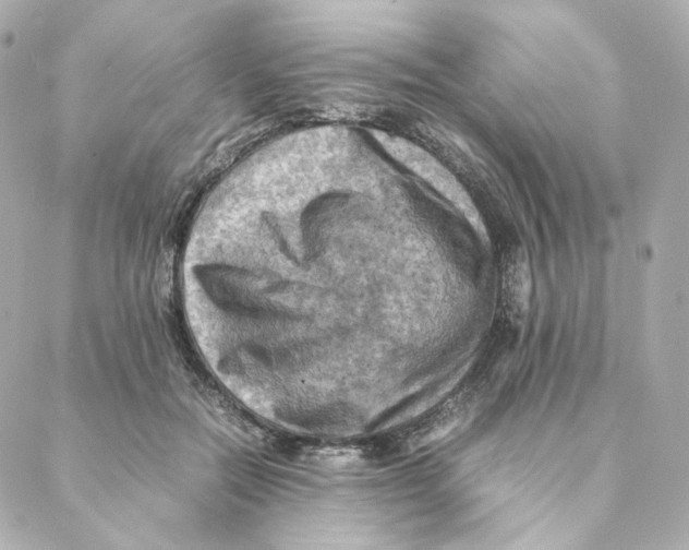 X0000088190554200706051209