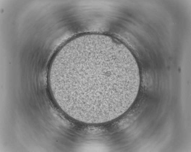 X0000088190632200706051207