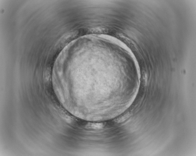 X0000088190665200706051208