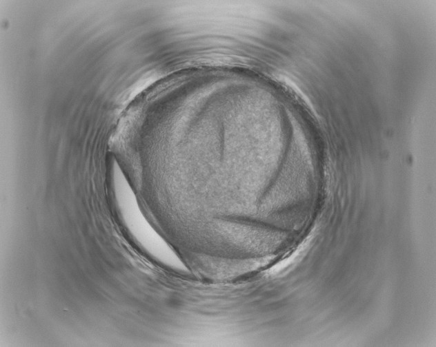 X0000088191065200706051201