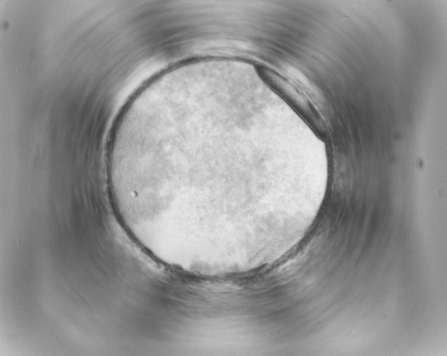 X0000088191384200706051156