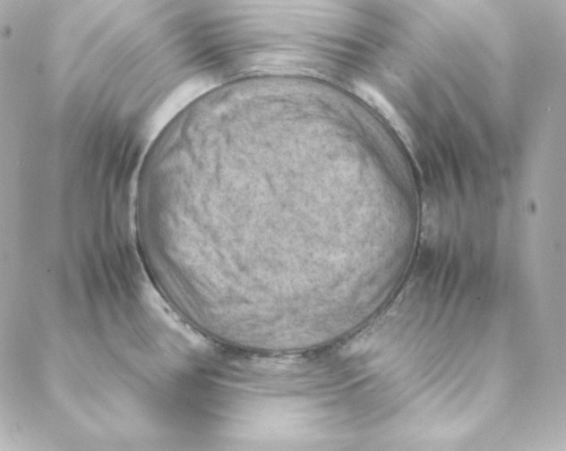 X0000088191386200706051156