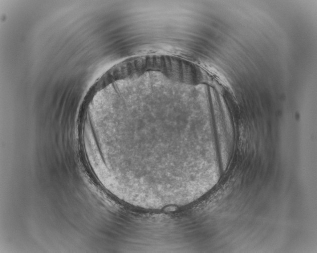 X0000088190784200706121715