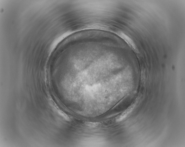 X0000088190854200706121714