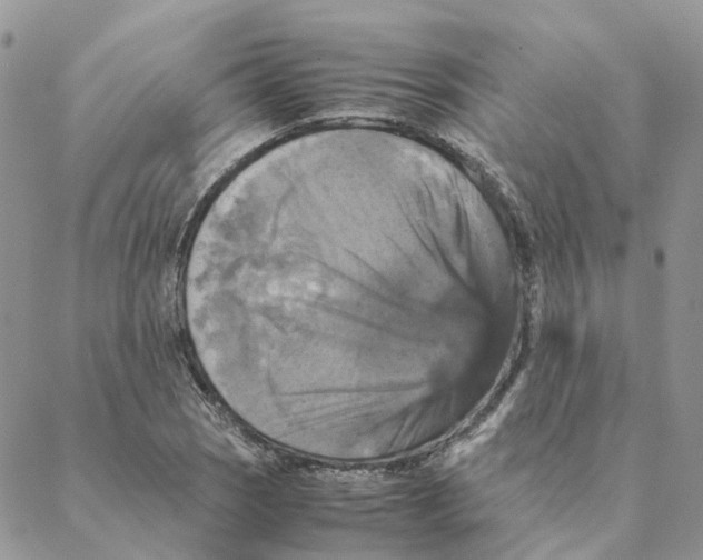X0000088191121200706121709