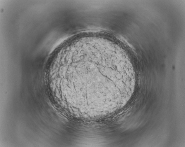 X0000088191208200706121707