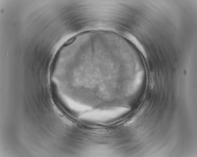 X0000088191388200706121705