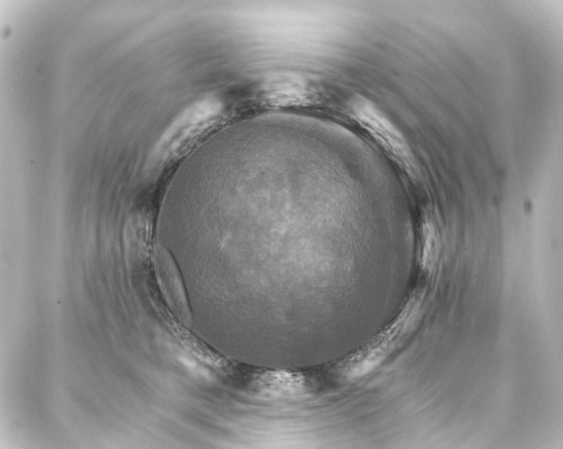 X0000088200421200705151317