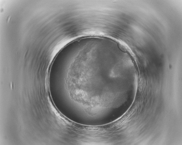 X0000088201295200705151303