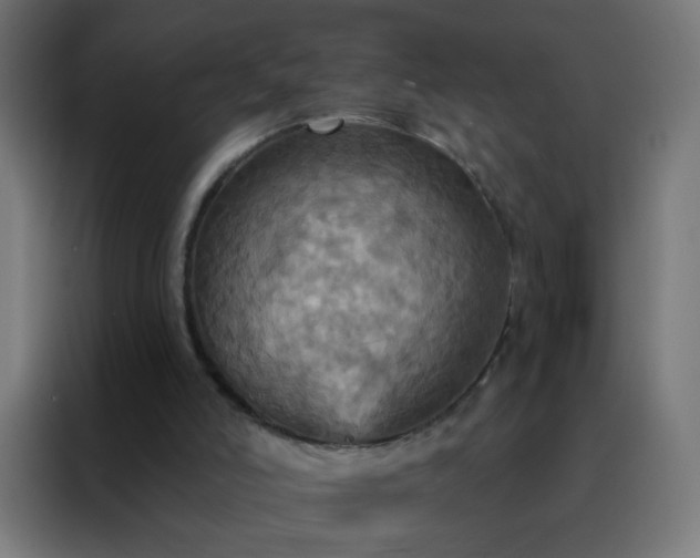 X0000088200006200705221732