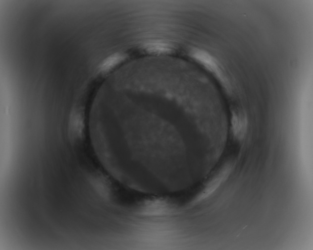 X0000088200259200705221729