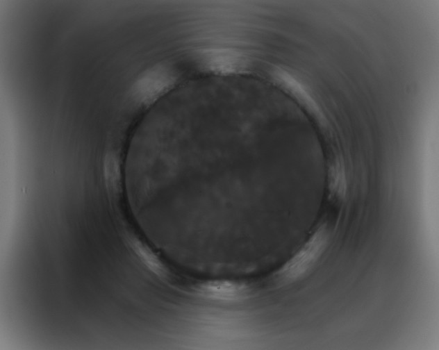 X0000088200453200705221726