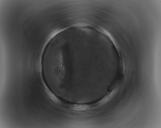 X0000088200795200705221722
