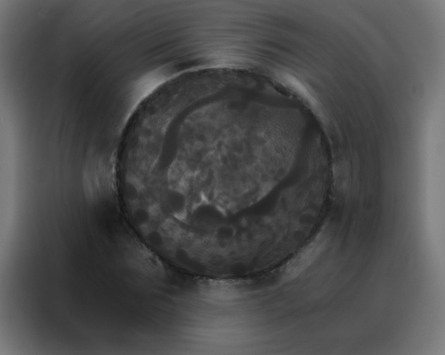 X0000088200875200705221720