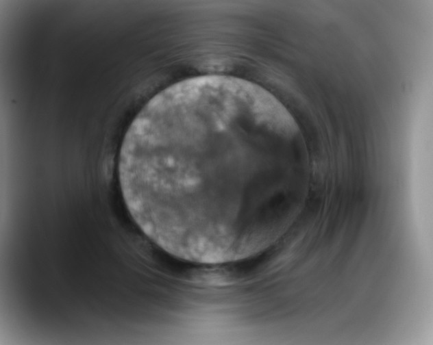 X0000088200652200705292033