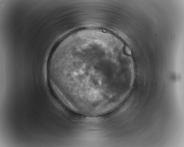 X0000088200840200705292031