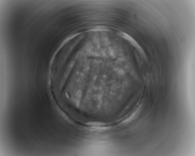 X0000088200860200705292031