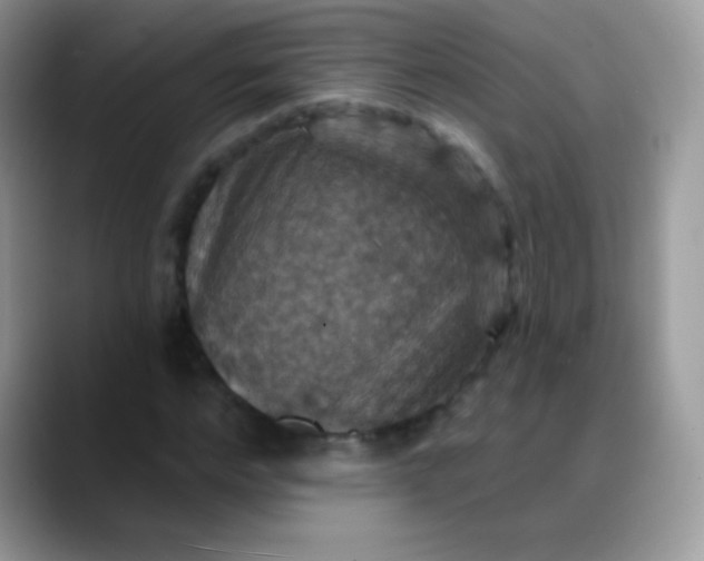 X0000088200968200705292029
