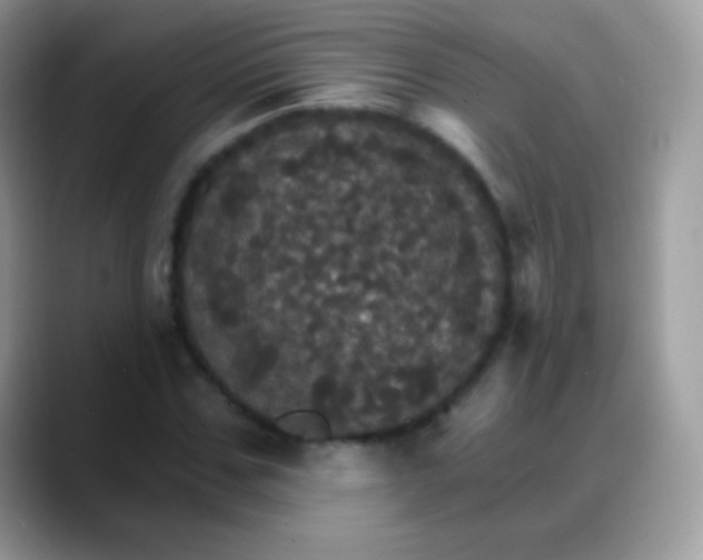 X0000088200971200705292029