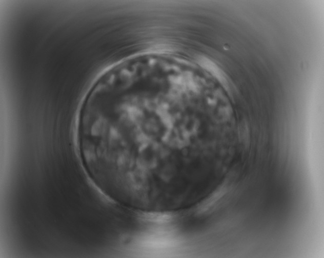 X0000088201103200705292027