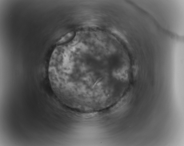 X0000088201159200705292026