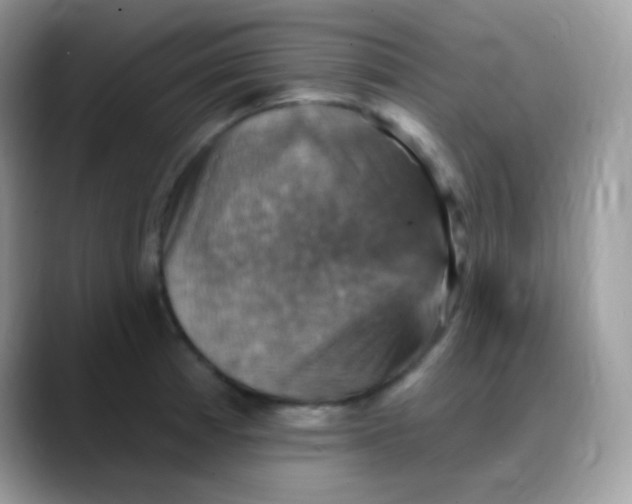X0000088201185200705292026
