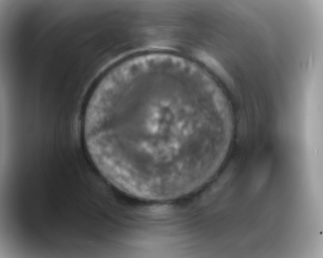 X0000088201268200705292025
