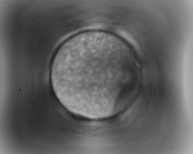 X0000088201316200705292024