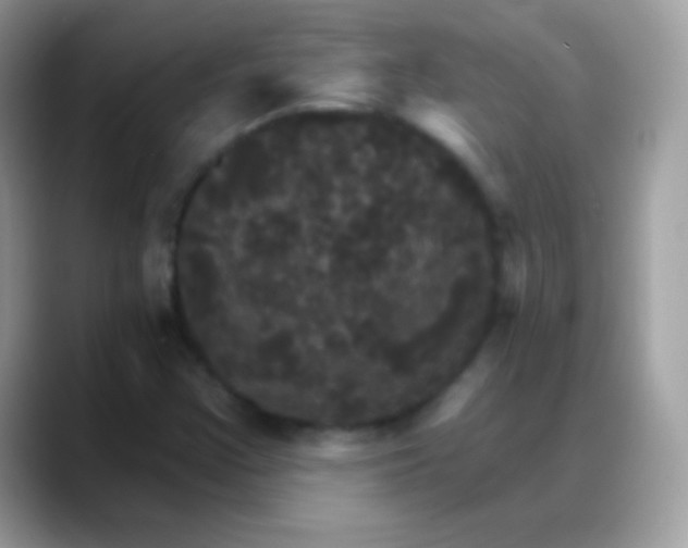 X0000088201355200705292024