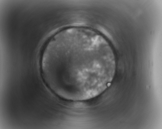 X0000088201456200705292022