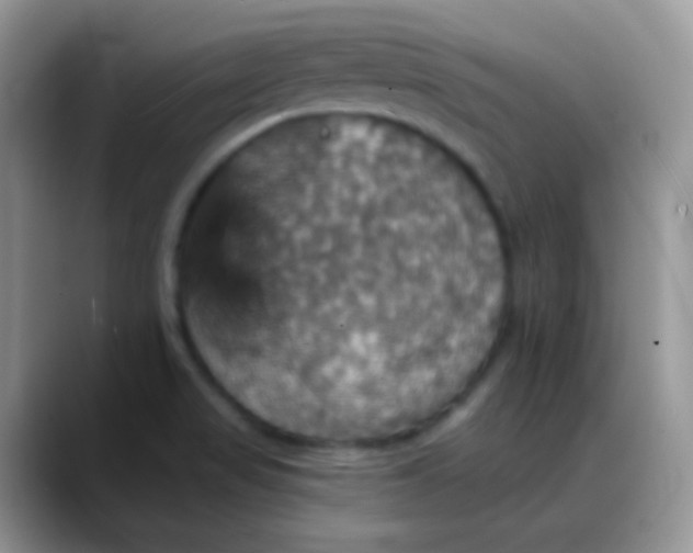 X0000088201517200705292022