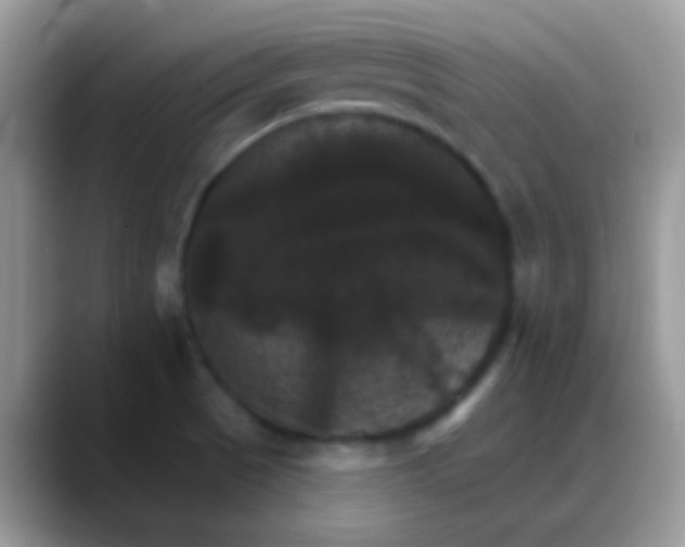 X0000088201521200705292022
